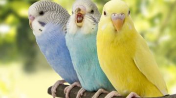 اسماء طيور جميلة وكيوت